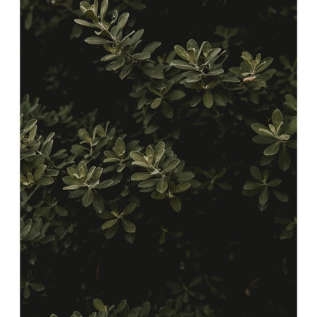 Poster RUSTIC FARMHOUSE LEAVES -  Sticky 2