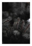 Poster RUSTIC FARMHOUSE PINE LEAVES 2