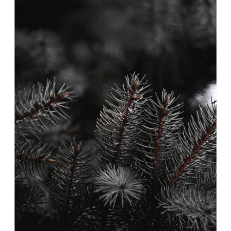Poster RUSTIC FARMHOUSE PINE LEAVES 2 -  Sticky 2