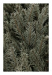 Poster RUSTIC FARMHOUSE PINE LEAVES