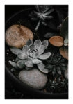 Poster RUSTIC FARMHOUSE PLANTS