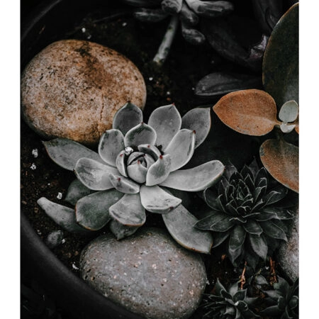 Poster RUSTIC FARMHOUSE PLANTS -  Sticky 2