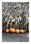 Poster RUSTIC FARMHOUSE PUMPKINS 5