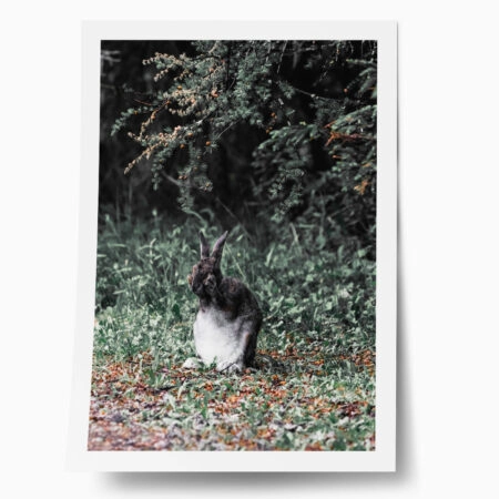 Poster RUSTIC FARMHOUSE RABBIT 2 - 