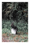 Poster RUSTIC FARMHOUSE RABBIT 2