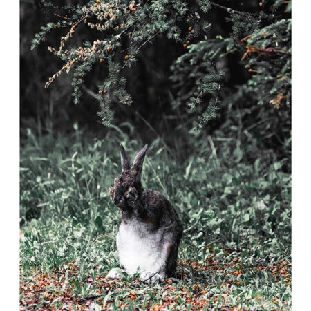 Poster RUSTIC FARMHOUSE RABBIT 2 -  Sticky 2
