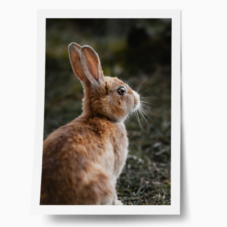 Poster RUSTIC FARMHOUSE RABBIT 3 - 