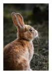 Poster RUSTIC FARMHOUSE RABBIT 3
