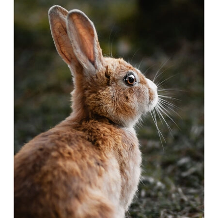 Poster RUSTIC FARMHOUSE RABBIT 3 -  Sticky 2