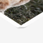 Poster RUSTIC FARMHOUSE RABBIT 3