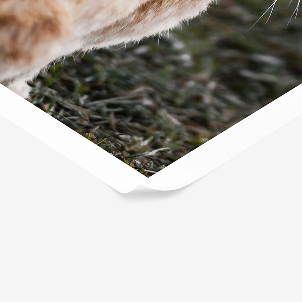 Poster RUSTIC FARMHOUSE RABBIT 3