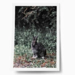 Poster RUSTIC FARMHOUSE RABBIT