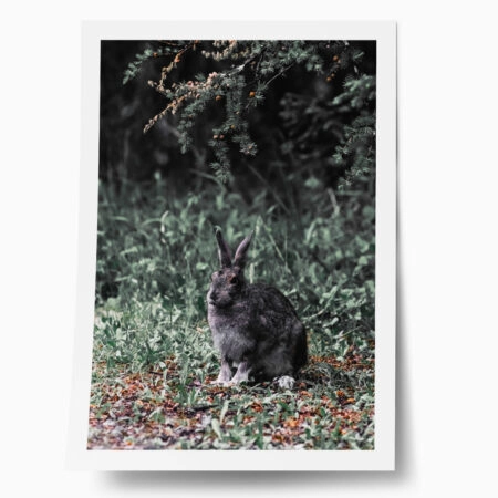 Poster RUSTIC FARMHOUSE RABBIT - 