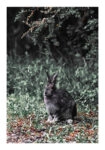 Poster RUSTIC FARMHOUSE RABBIT