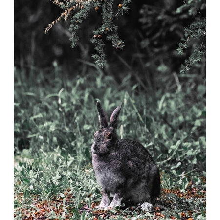 Poster RUSTIC FARMHOUSE RABBIT -  Sticky 2