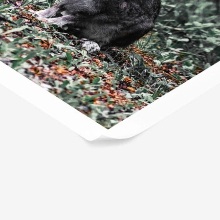 Poster RUSTIC FARMHOUSE RABBIT -  Sticky 1