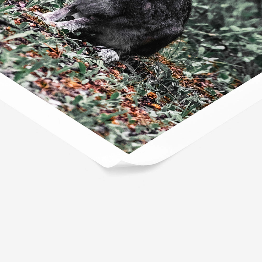 Poster RUSTIC FARMHOUSE RABBIT