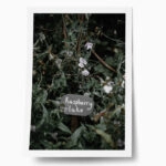 Poster RUSTIC FARMHOUSE RASPBERRY FLAKE