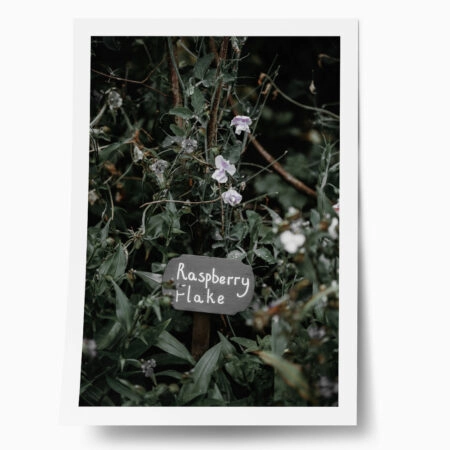 Poster RUSTIC FARMHOUSE RASPBERRY FLAKE - 