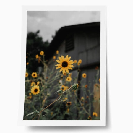 Poster RUSTIC FARMHOUSE SUNFLOWERS 2 - 
