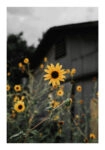 Poster RUSTIC FARMHOUSE SUNFLOWERS 2