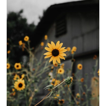 Poster RUSTIC FARMHOUSE SUNFLOWERS 2 -  Sticky 2