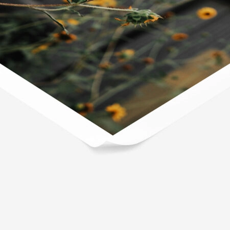 Poster RUSTIC FARMHOUSE SUNFLOWERS 2 -  Sticky 1