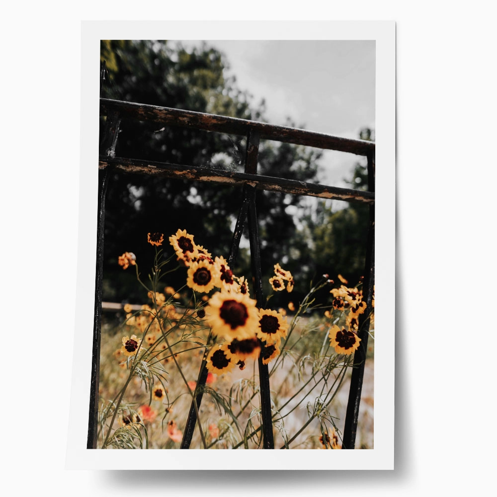 Poster RUSTIC FARMHOUSE SUNFLOWERS 3