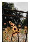 Poster RUSTIC FARMHOUSE SUNFLOWERS 3