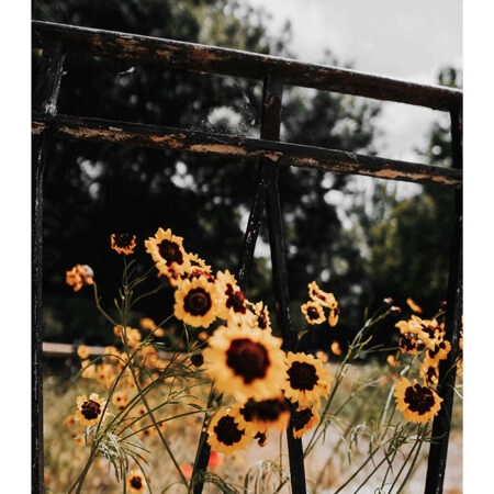 Poster RUSTIC FARMHOUSE SUNFLOWERS 3 -  Sticky 2
