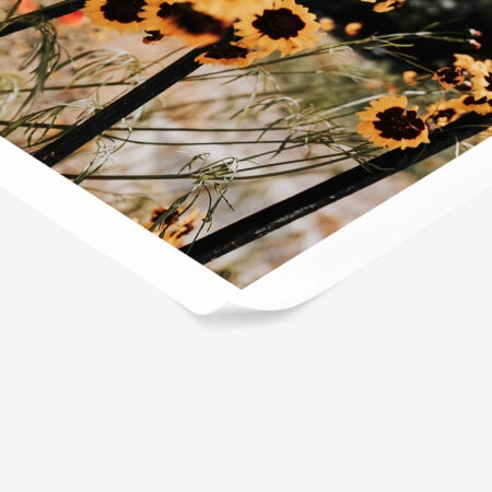 Poster RUSTIC FARMHOUSE SUNFLOWERS 3 -  Sticky 1