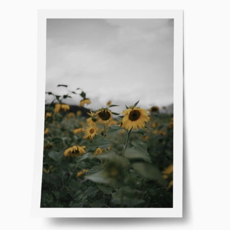 Poster RUSTIC FARMHOUSE SUNFLOWERS 4 - 