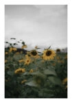 Poster RUSTIC FARMHOUSE SUNFLOWERS 4