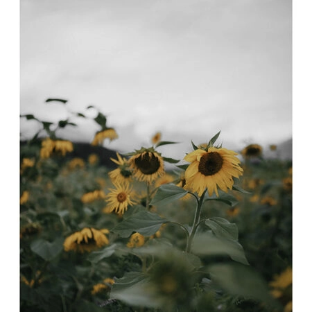 Poster RUSTIC FARMHOUSE SUNFLOWERS 4 -  Sticky 2