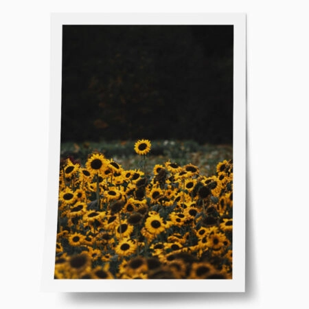 Poster RUSTIC FARMHOUSE SUNFLOWERS 5 - 
