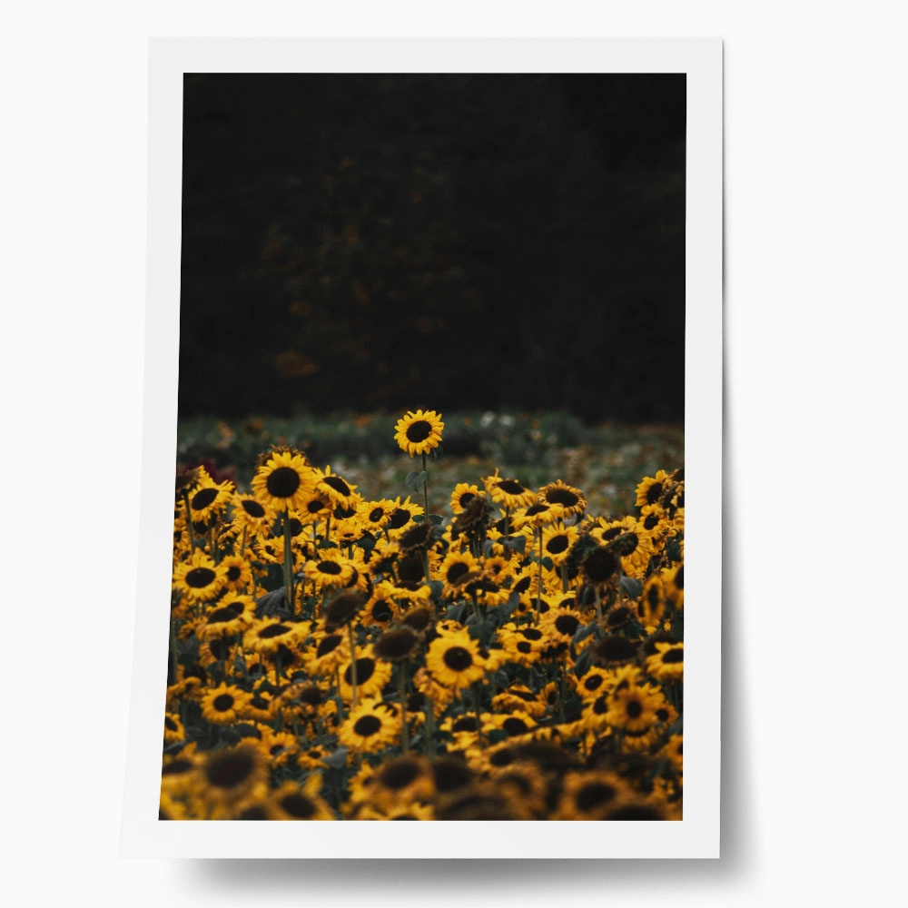 Poster RUSTIC FARMHOUSE SUNFLOWERS 5