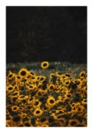 Poster RUSTIC FARMHOUSE SUNFLOWERS 5