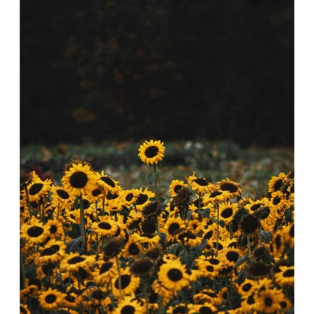 Poster RUSTIC FARMHOUSE SUNFLOWERS 5 -  Sticky 2