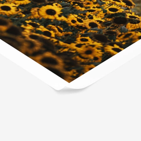 Poster RUSTIC FARMHOUSE SUNFLOWERS 5 -  Sticky 1