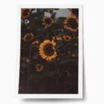 Poster RUSTIC FARMHOUSE SUNFLOWERS 6