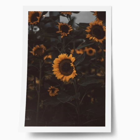 Poster RUSTIC FARMHOUSE SUNFLOWERS 6 - 
