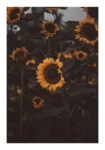 Poster RUSTIC FARMHOUSE SUNFLOWERS 6