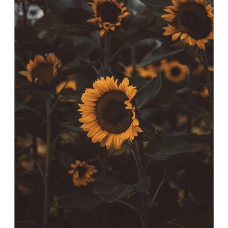 Poster RUSTIC FARMHOUSE SUNFLOWERS 6 -  Sticky 2
