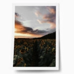 Poster RUSTIC FARMHOUSE SUNFLOWERS