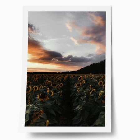 Poster RUSTIC FARMHOUSE SUNFLOWERS - 