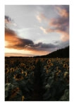Poster RUSTIC FARMHOUSE SUNFLOWERS