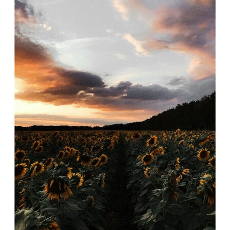 Poster RUSTIC FARMHOUSE SUNFLOWERS -  Sticky 2