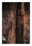 Poster RUSTIC FARMHOUSE TREE BARK 3