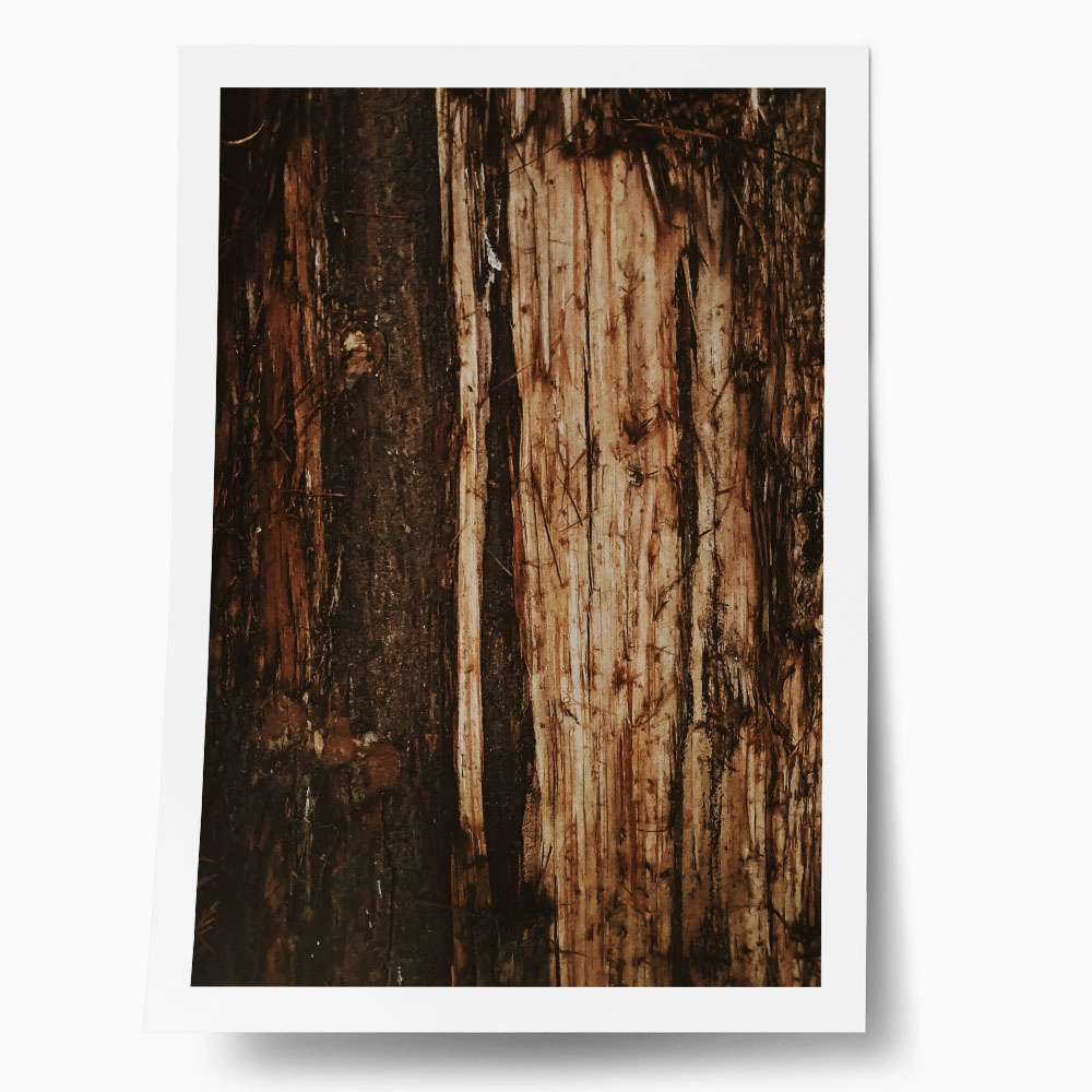 Poster RUSTIC FARMHOUSE TREE BARK 4