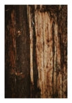 Poster RUSTIC FARMHOUSE TREE BARK 4